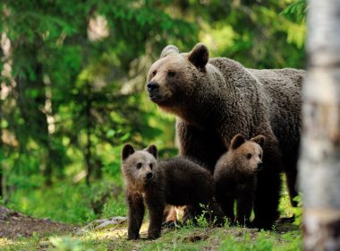 Prahova: O ursoaică cu trei pui a intrat în curtea unei gospodării. Imaginile, postate de Agenţia pentru Protecţia Mediului