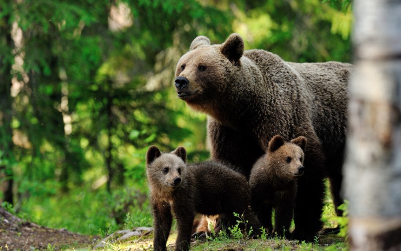 Prahova: O ursoaică cu trei pui a intrat în curtea unei gospodării. Imaginile, postate de Agenţia pentru Protecţia Mediului