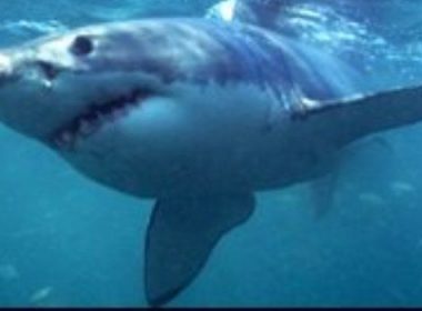 Românca ucisă de rechin, mărturii cutremurătoare