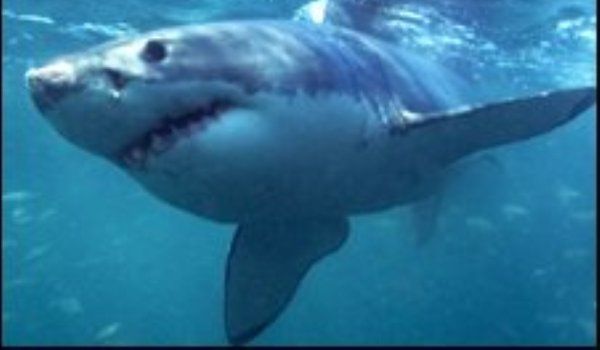 Românca ucisă de rechin, mărturii cutremurătoare