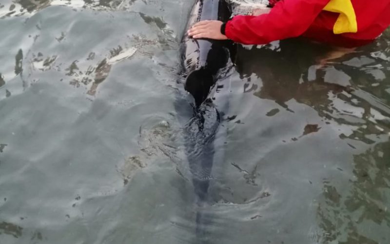 Delfin eşuat pe plaja din Mamaia