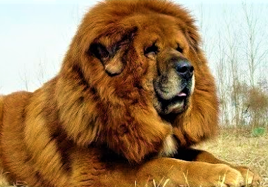 Tibetanul Mastiff, vedetă la Târgu Mureş